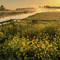 Beautiful wild flowers on a grassland in the Netherlands at sunrise