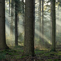 Early morning light rays and fog between the trees